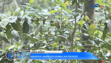 Screenshot_2020-05-26 Nikmatnya Jawara Kopi Arabika Java Preanger_1 mp4