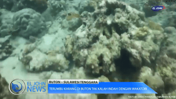 Screenshot_2020-05-26 Terumbu Karang di Buton Tak Kalah Indah dengan Wakatobi_1 mp4